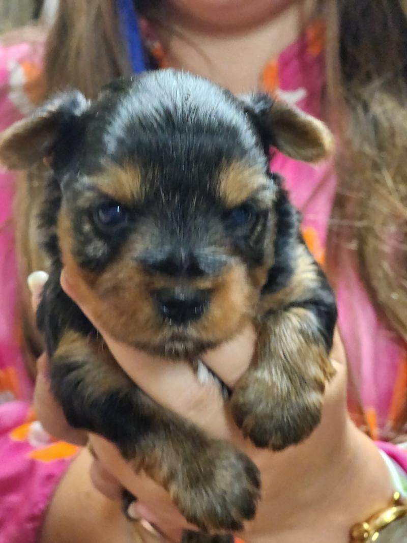 B Femelle Yorkshire terrier