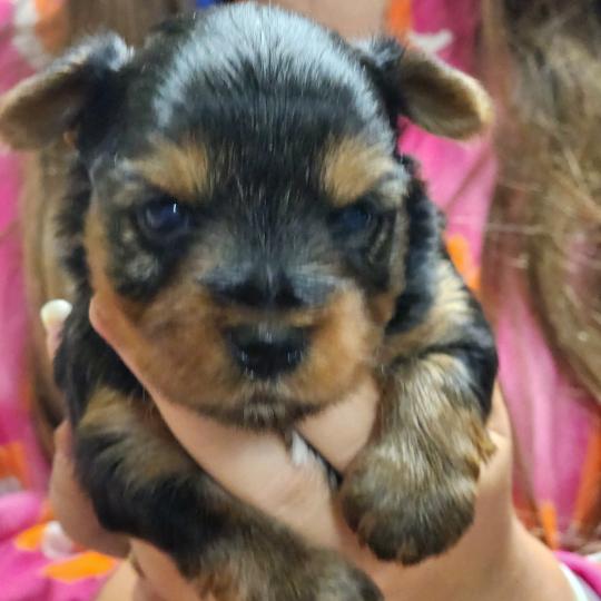 B Femelle Yorkshire terrier