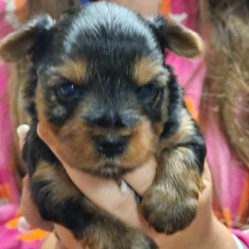 chiot Yorkshire terrier blue tan B Élevage du Royaume des P'tits Loups