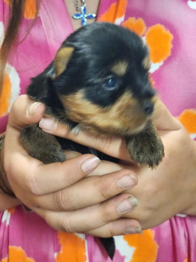 B Mâle Yorkshire terrier