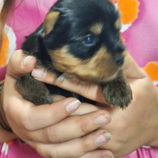 B Mâle Yorkshire terrier