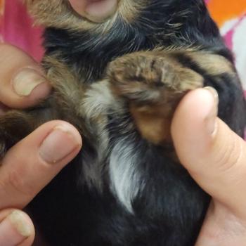 chiot Yorkshire terrier blue tan B Élevage du Royaume des P'tits Loups