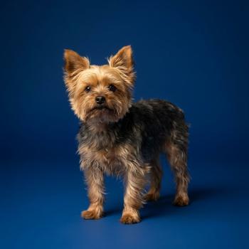 chien Yorkshire terrier Orangina Élevage du Royaume des P'tits Loups