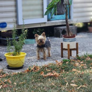 chien Yorkshire terrier Orangina Élevage du Royaume des P'tits Loups