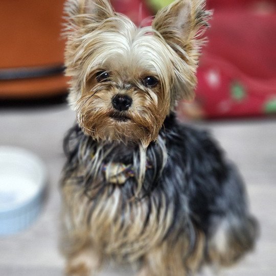 Orangina Femelle Yorkshire terrier