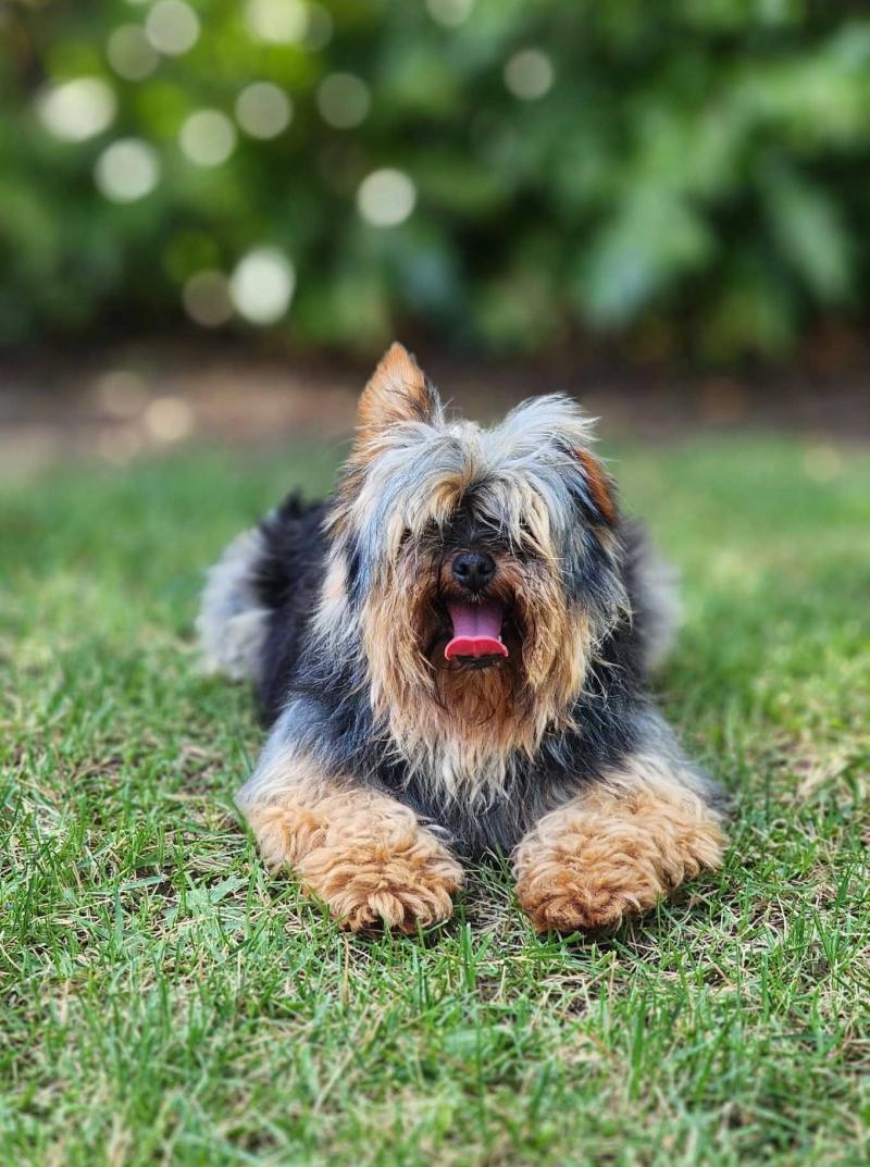 Saphyr (Ancoride, Lof non confirmer) Mâle Yorkshire terrier