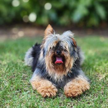 Saphyr (Ancoride, Lof non confirmer) Mâle Yorkshire terrier