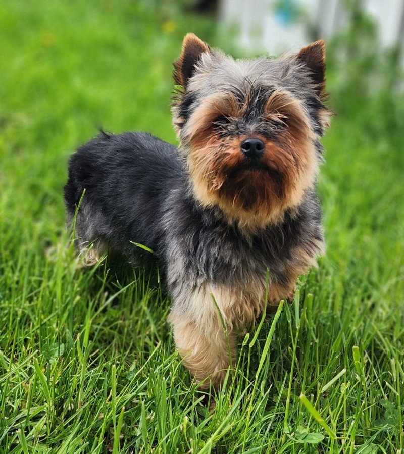 Saphyr Mâle Yorkshire terrier