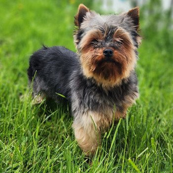 Saphyr Mâle Yorkshire terrier