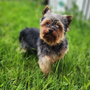 chien Yorkshire terrier Saphyr Élevage du Royaume des P'tits Loups