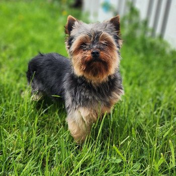 chien Yorkshire terrier Saphyr Élevage du Royaume des P'tits Loups