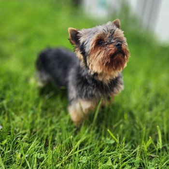 chien Yorkshire terrier Saphyr Élevage du Royaume des P'tits Loups