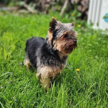 chien Yorkshire terrier Saphyr Élevage du Royaume des P'tits Loups