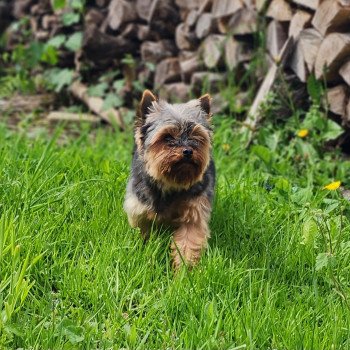 chien Yorkshire terrier Saphyr Élevage du Royaume des P'tits Loups