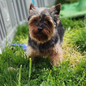 chien Yorkshire terrier Saphyr Élevage du Royaume des P'tits Loups