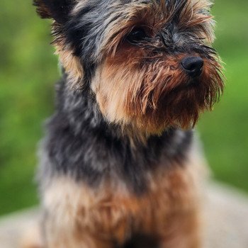 chien Yorkshire terrier Saphyr Élevage du Royaume des P'tits Loups