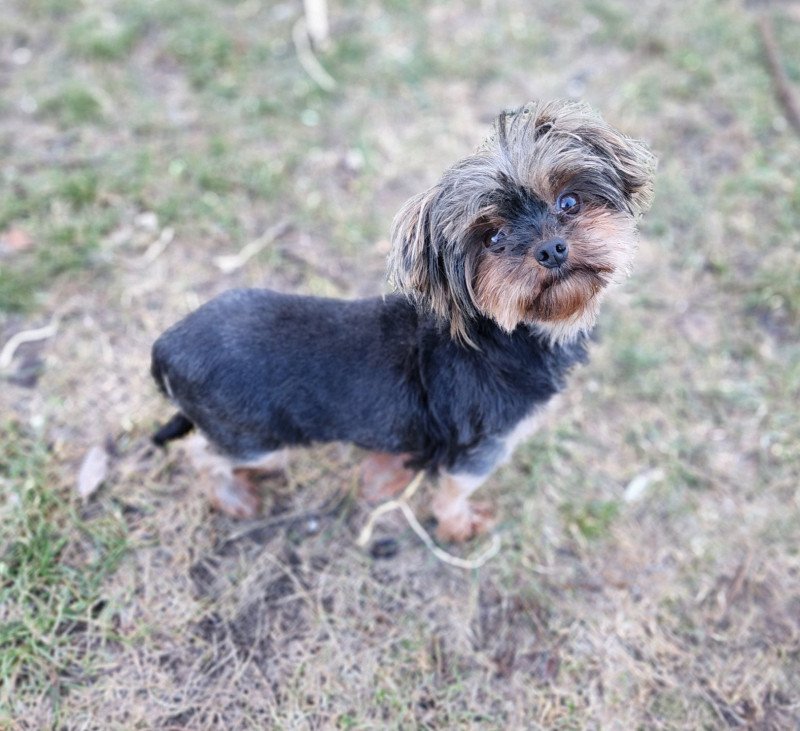 Soraya Femelle Yorkshire terrier