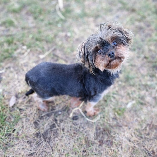 Soraya Femelle Yorkshire terrier