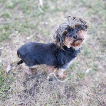 chien Yorkshire terrier Soraya Élevage du Royaume des P'tits Loups