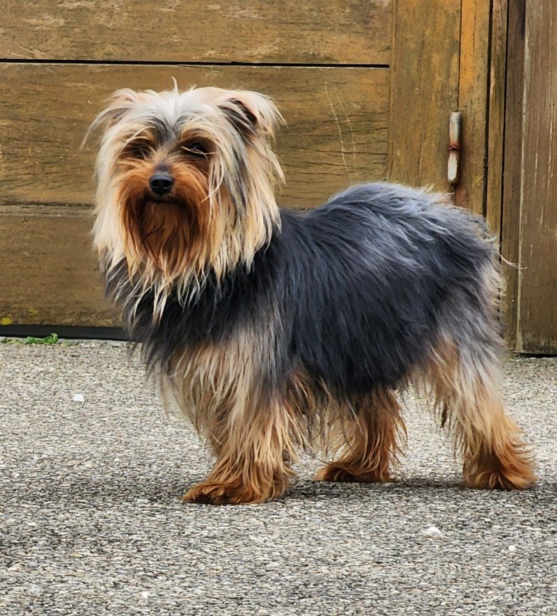 THELMA DU ROYAUME DES P'TITS LOUPS Femelle Yorkshire terrier