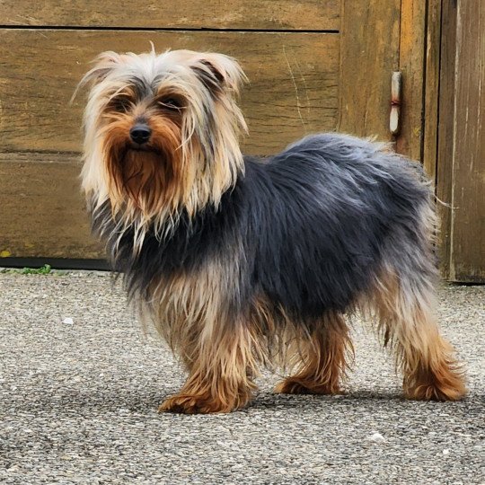 THELMA DU ROYAUME DES P'TITS LOUPS Femelle Yorkshire terrier