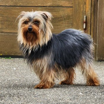 chien Yorkshire terrier THELMA DU ROYAUME DES P'TITS LOUPS Élevage du Royaume des P'tits Loups