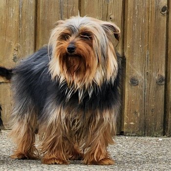 chien Yorkshire terrier THELMA DU ROYAUME DES P'TITS LOUPS Élevage du Royaume des P'tits Loups