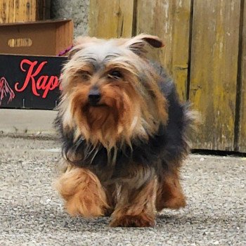 chien Yorkshire terrier THELMA DU ROYAUME DES P'TITS LOUPS Élevage du Royaume des P'tits Loups