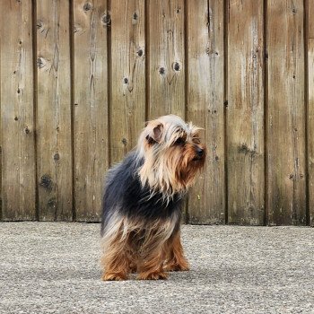 chien Yorkshire terrier THELMA DU ROYAUME DES P'TITS LOUPS Élevage du Royaume des P'tits Loups