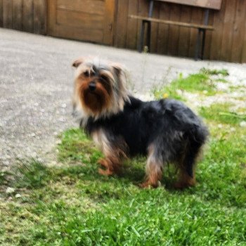 chien Yorkshire terrier THELMA DU ROYAUME DES P'TITS LOUPS Élevage du Royaume des P'tits Loups