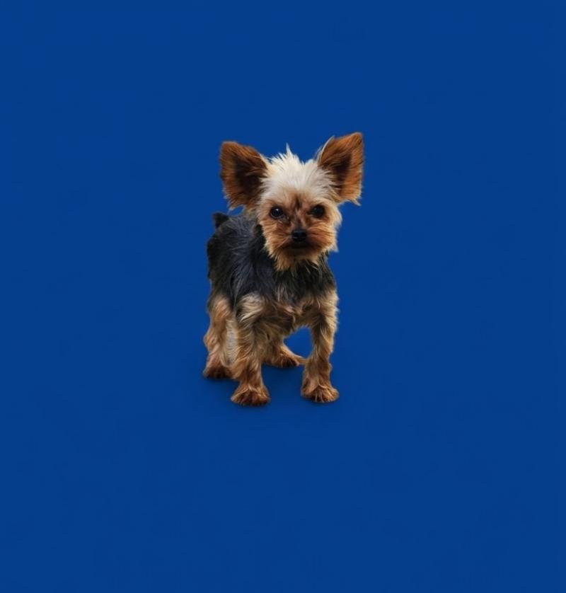 Tik (Lof non confirmer) Femelle Yorkshire terrier
