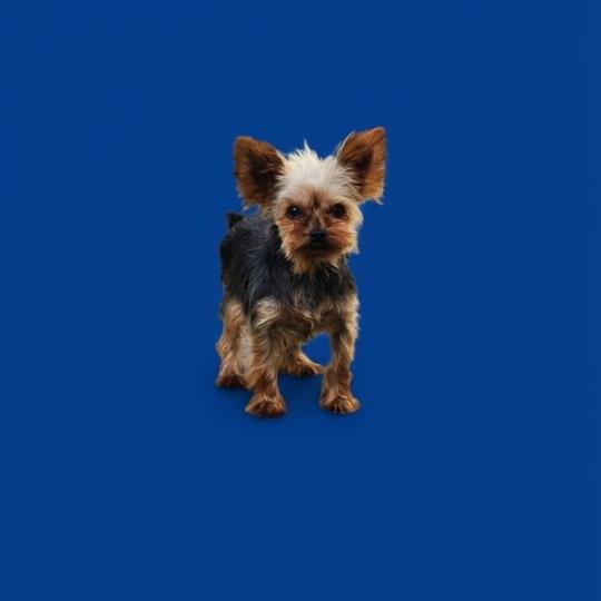 Tik (Lof non confirmer) Femelle Yorkshire terrier