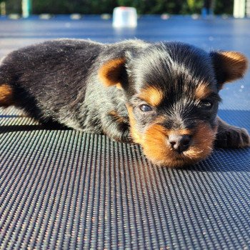 chiot Yorkshire terrier V Élevage du Royaume des P'tits Loups