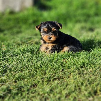 chiot Yorkshire terrier V Élevage du Royaume des P'tits Loups