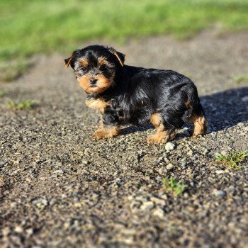 chiot Yorkshire terrier V Élevage du Royaume des P'tits Loups