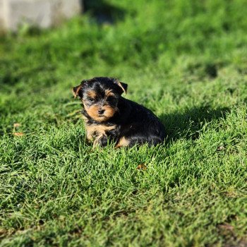 chiot Yorkshire terrier V Élevage du Royaume des P'tits Loups