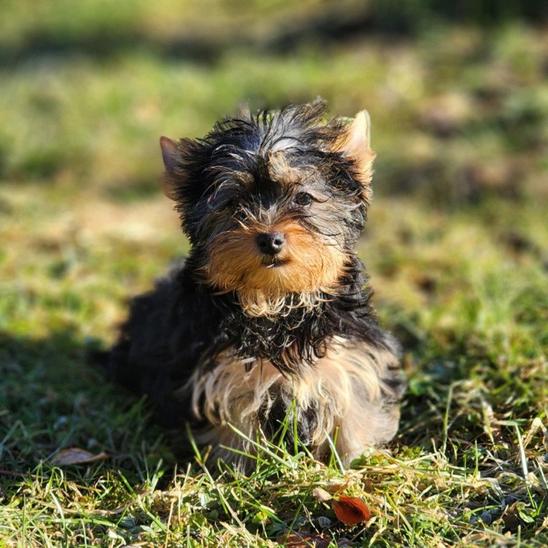 V Mâle Yorkshire terrier