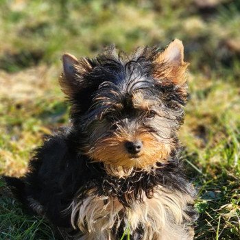 chiot Yorkshire terrier V Élevage du Royaume des P'tits Loups