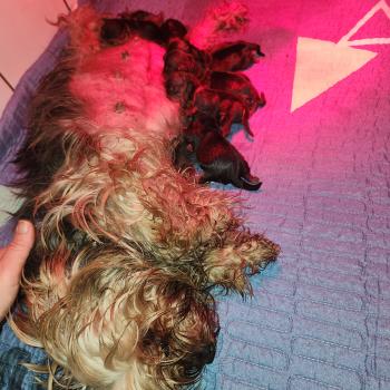 Chiot Yorkshire terrier  Élevage du Royaume des P'tits Loups