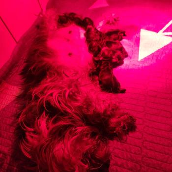 Chiot Yorkshire terrier  Élevage du Royaume des P'tits Loups