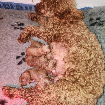 Chiot Caniche Voice Ancoride ❤ Vick 2026 Élevage du Royaume des P'tits Loups